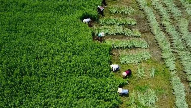 【湖北乡村振兴】湖北采用标准化种植“蕲艾”助力乡村振兴(图1)