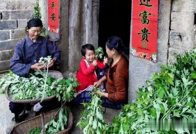 【湖北乡村振兴】湖北采用标准化种植“蕲艾”助力乡村振兴(图2)